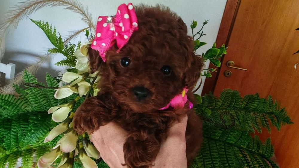 Дівчинка той пудель , ред браун