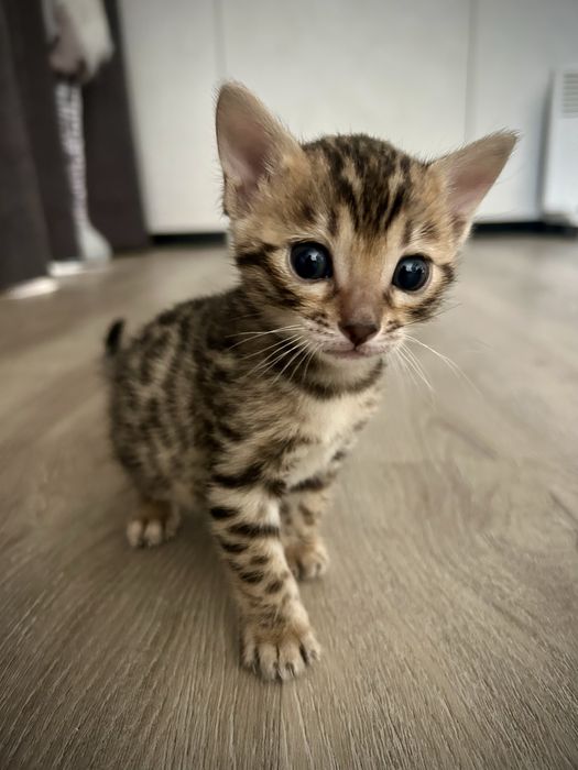 Бенгальские котята
