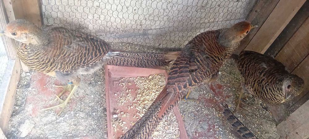 Faisões dorados para venda