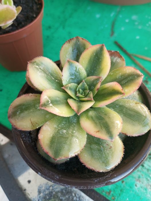 Suculentas disponíveis para entrega  1,50€ e2,50€