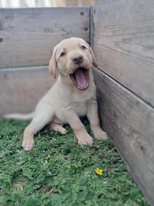 Labrador retriever