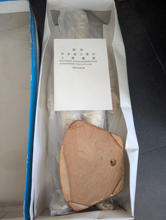 Modelo anatómico humano acupuntura 50 cm novo