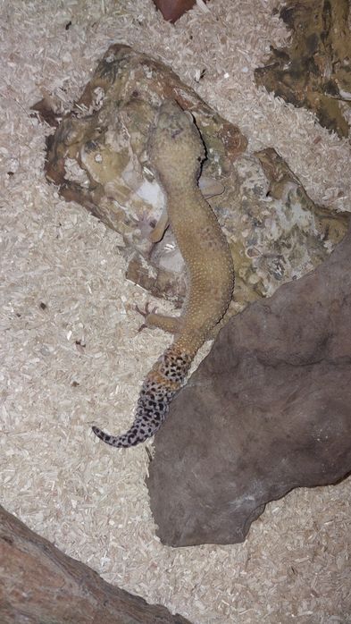 gekony lamparcie