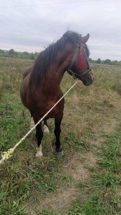 Продається жеребець