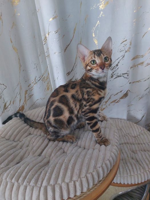 Kotka rasy Bengal rodowód FPL