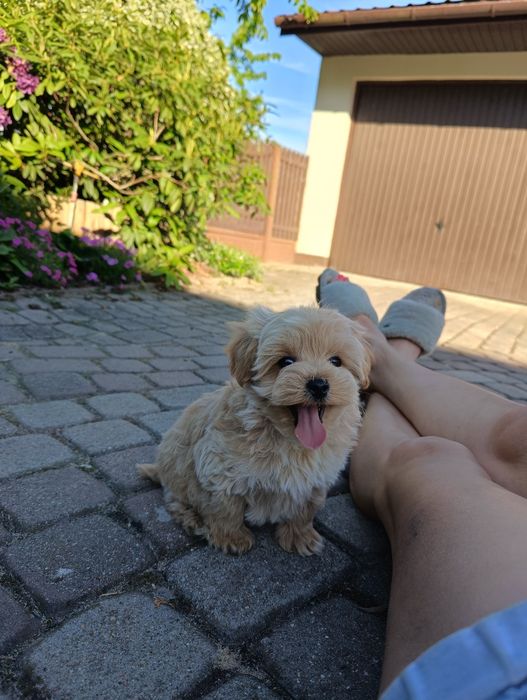 Sprzedam suczkę maltipoo