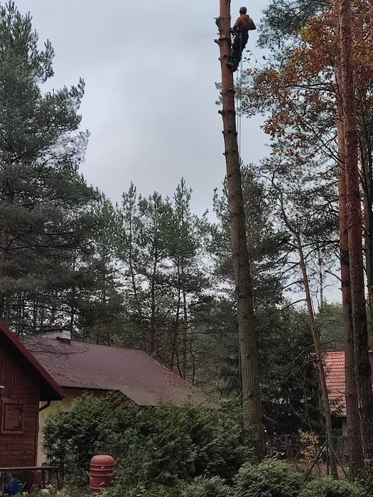Wycinka drzew działek Mycie wysokociśnieniowe rębak Pracę porządkowe P