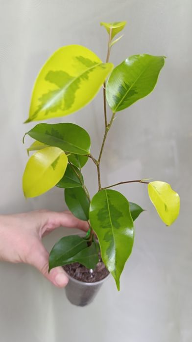 Фікус Бенжаміна сорту Реджинальд та інших 7 сортів