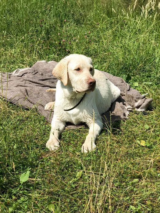 В‘язка лабрадора ретрівера