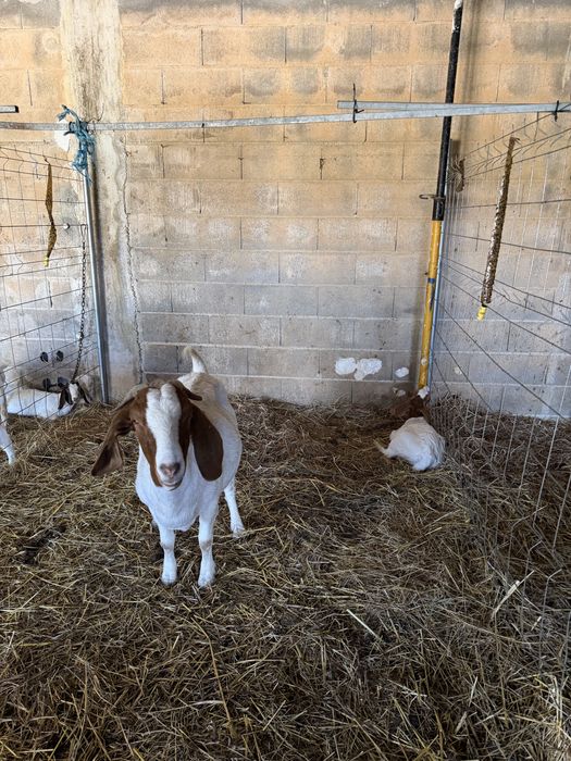 Cabras boer para venda
