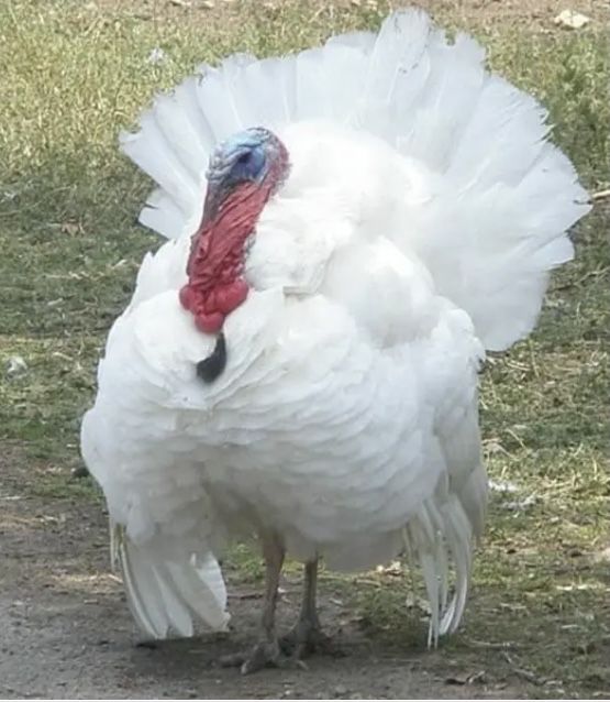 Біг 6 інкубаційні яйця Угоршина