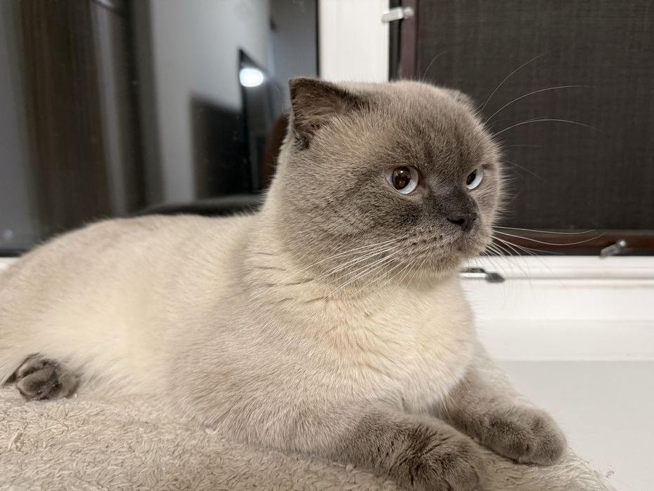 Шотланські кошенята