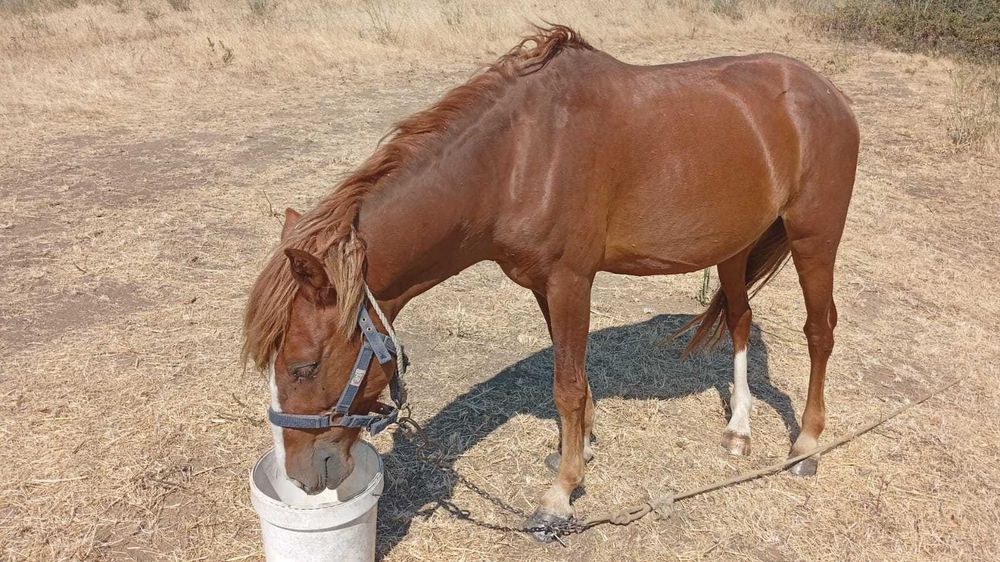 Vendo cavalo garrano inteiro