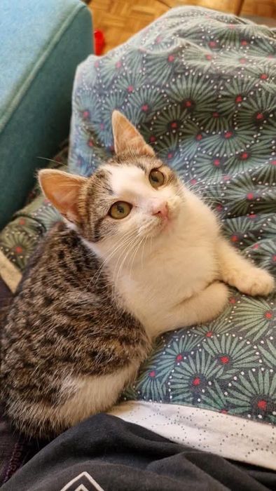 Uroczy Tościk szuka domu!