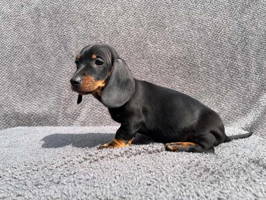 Jamnik miniaturowy piesek Lipsko • OLX.pl