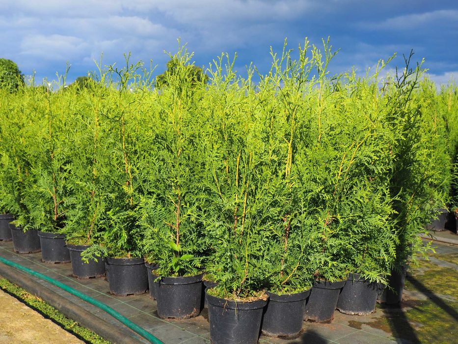 tuja brabant 100-140cm promocja Łabiszyn