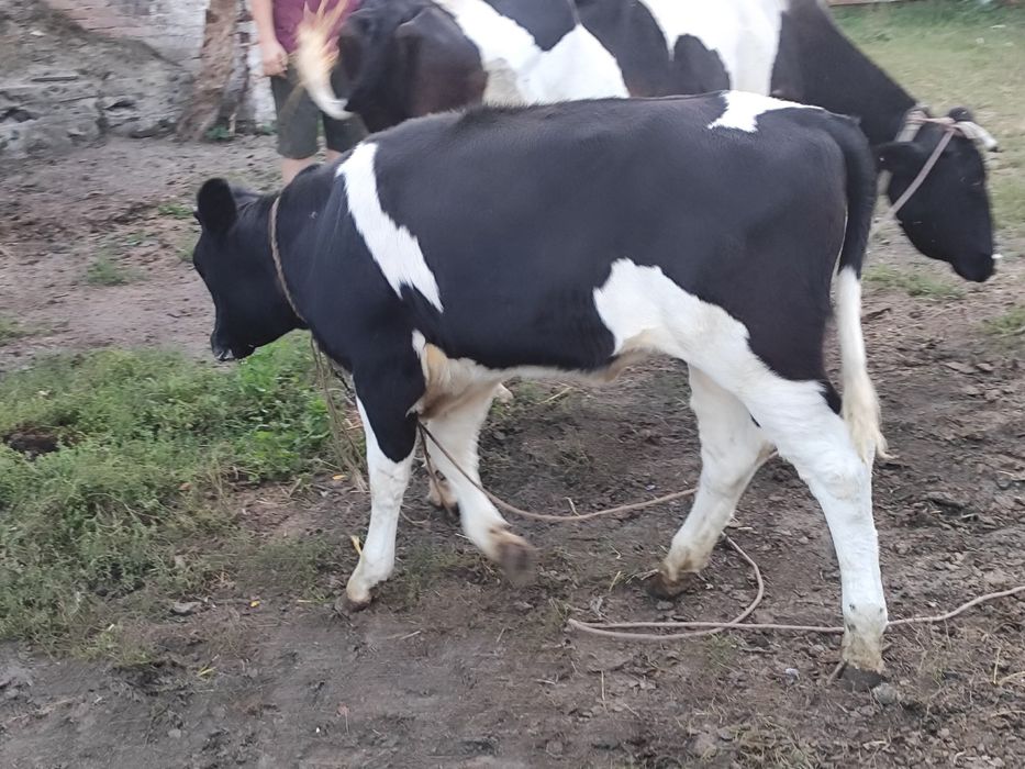 Продам телицю 6 місяців