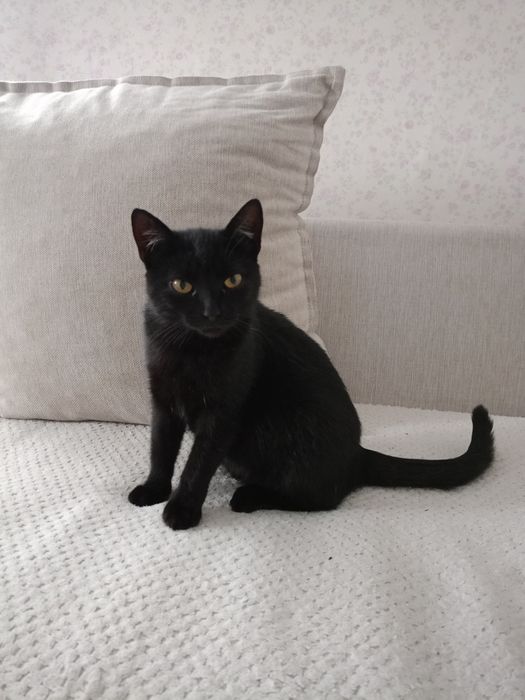 Лагідна молода кішка вже стерилізована шукає дім. Хтось підкинув нам