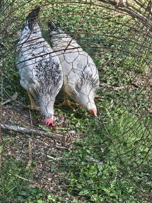Frangos/ Galos do Campo
