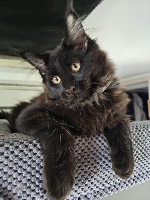 Maine Coon Bruno i Borys rodowód