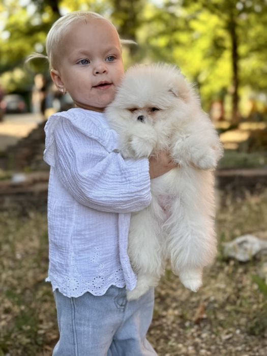 Шпиц мини мальчик