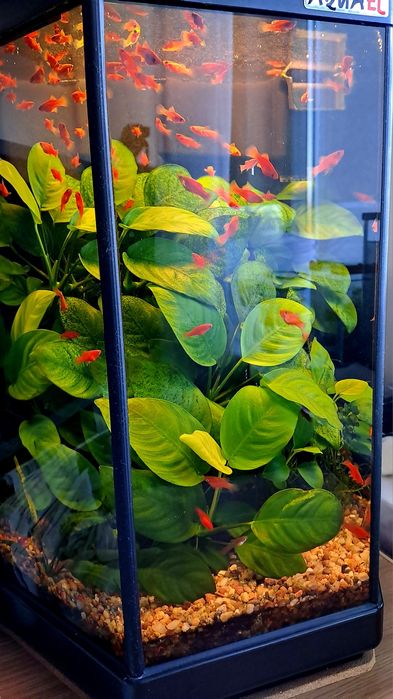 Rośliny, Mech, Pelia, Kryptokoryna, Anubias