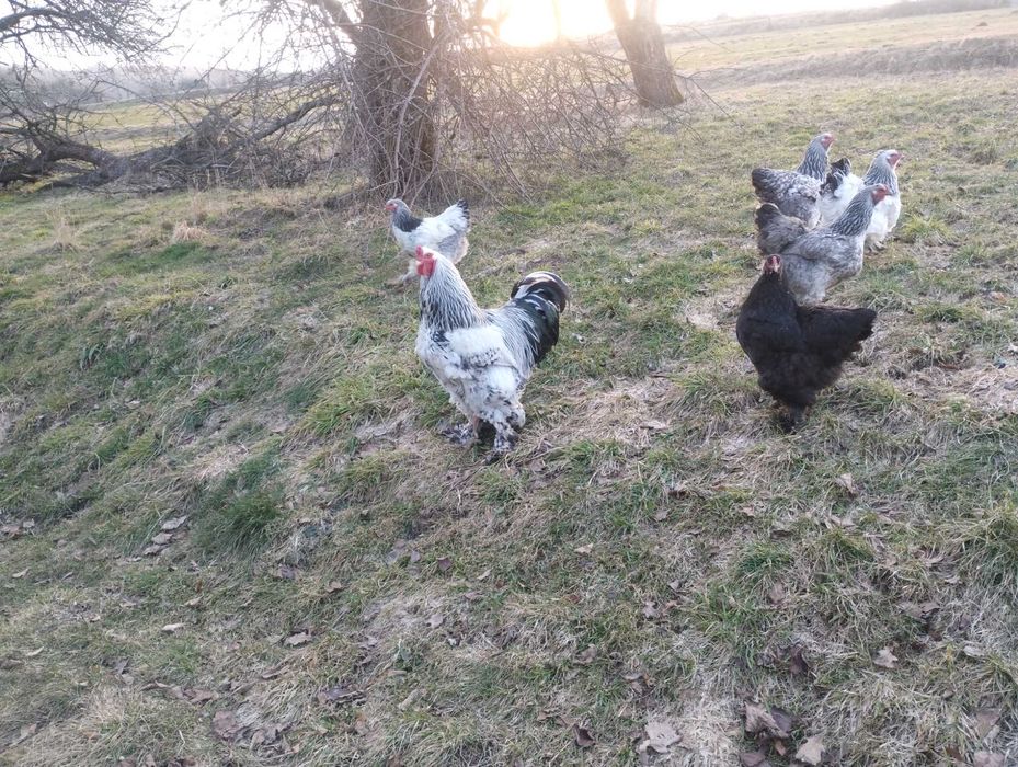 Kogut Brahma Sprzedam