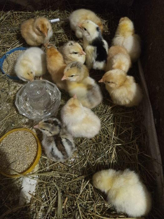 Курчата домашні  мішані