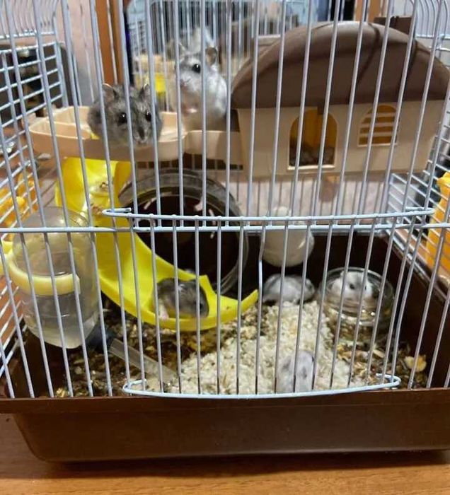 Джунгарик різний колір