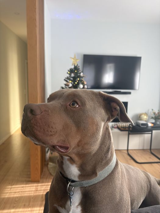 Acasalar american bully xl