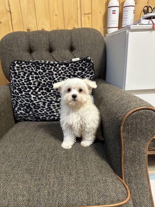 Maltanczyk biały piesek