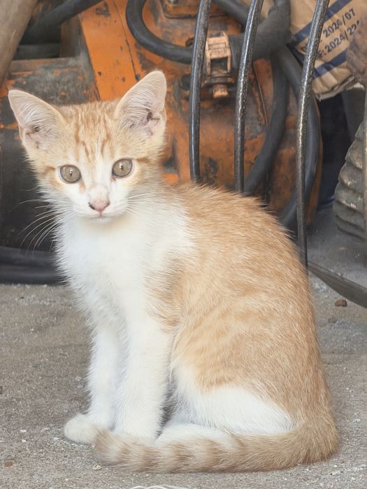 Gatinho para adocao responsavel