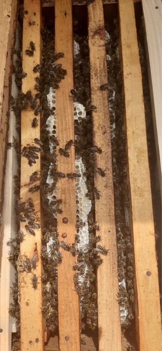 Продам бджоло пакети