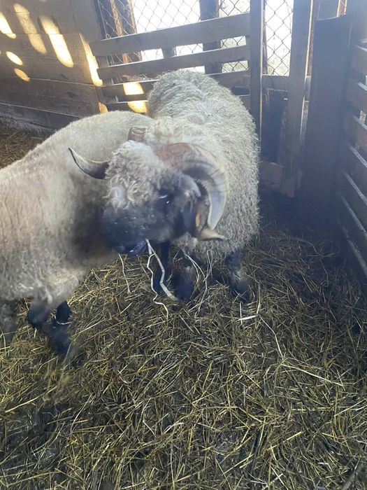 Baran Czarnonos sprzedam