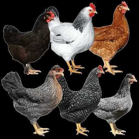 Kury Nioski Młode Rosa Leghorn Dominant Isa Grenshel Darkshel