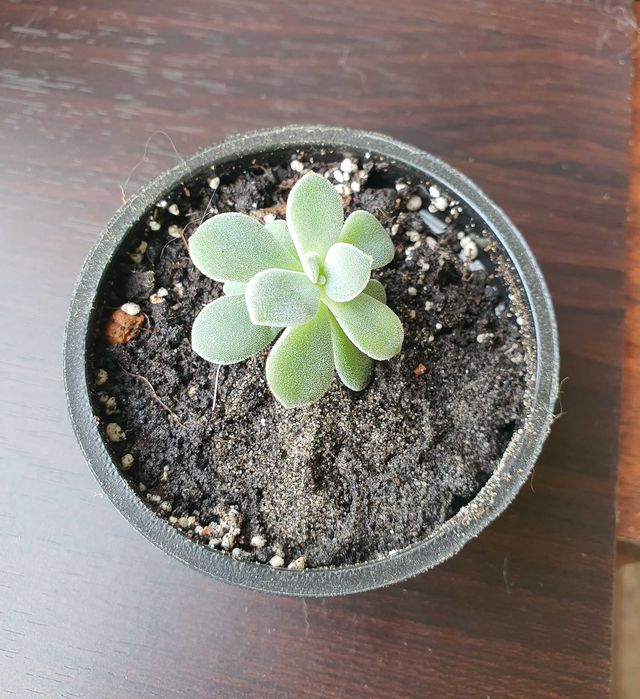 Продам излишки суккулентов