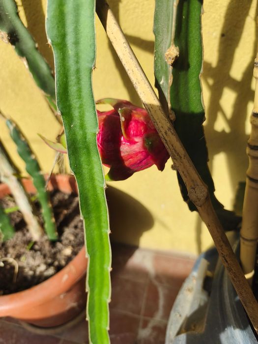 Mudas de Pitaya