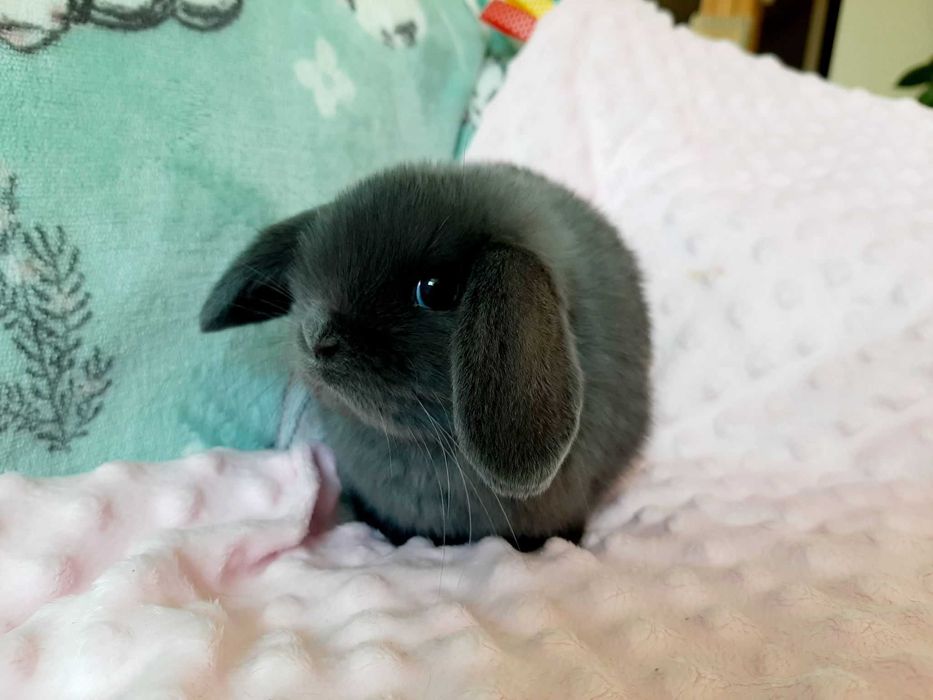 Mini Lop Królik karłowaty z hodowli rodowód Kraków