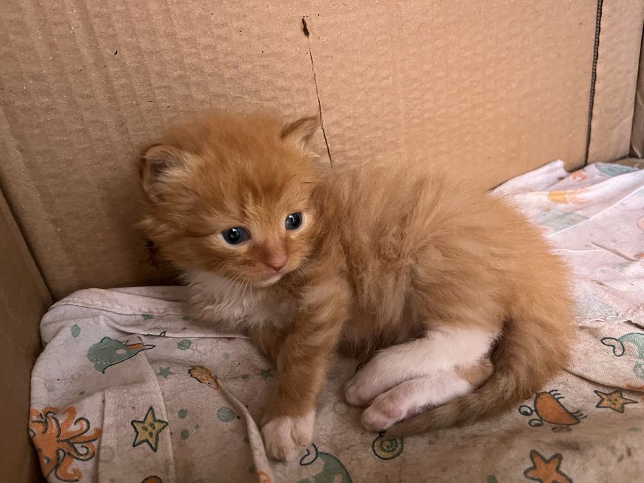 Віддам котиків в добрі руки