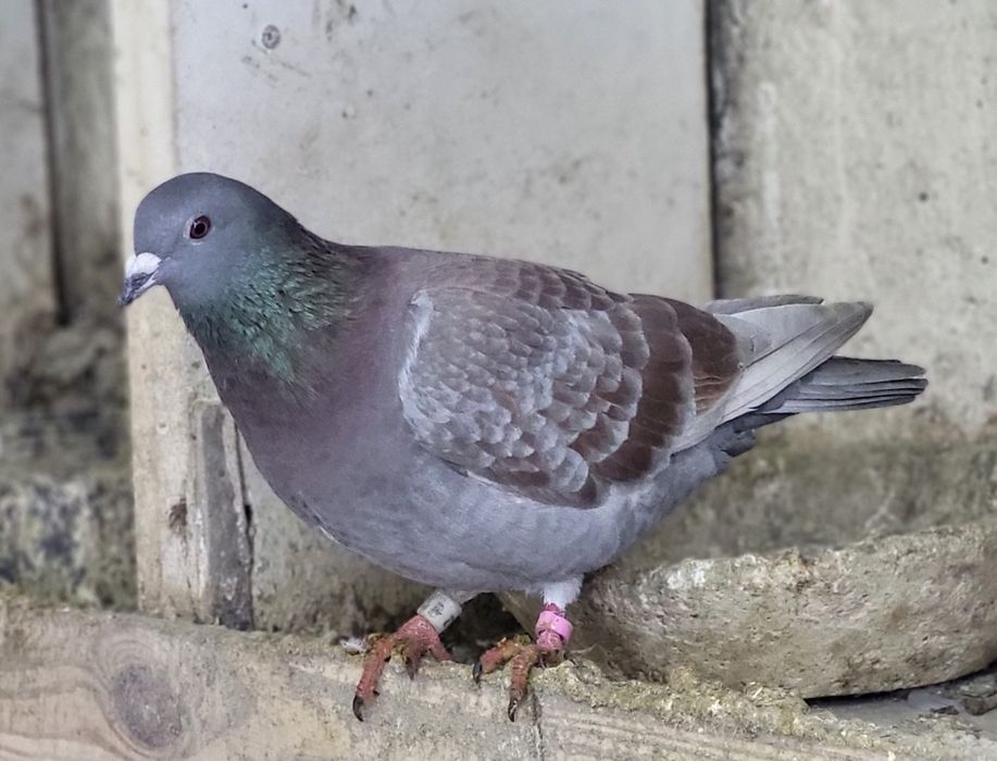 Samice gołębie pocztowe 2025