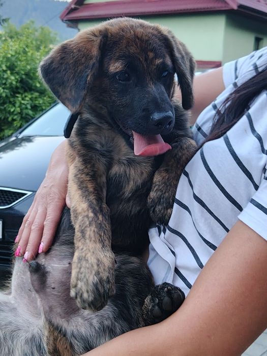 Szczeniaczek Negro do adopcji