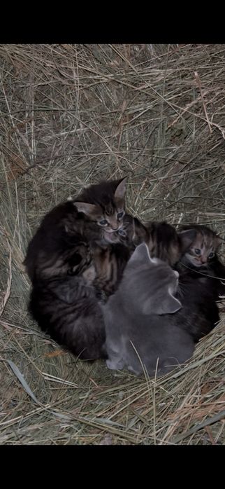 Віддам кошеня в добрі руки