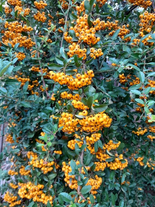 Піраканта жовта продам