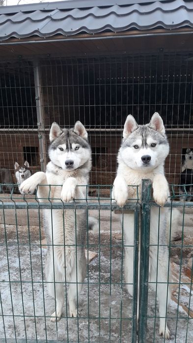 Хаски с документами КСУ