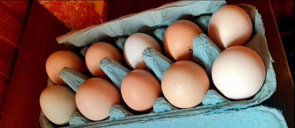 Jaja/jajka lęgowe od kur mix