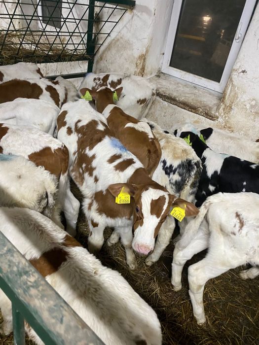 Sprzedam cielaki różne rasy