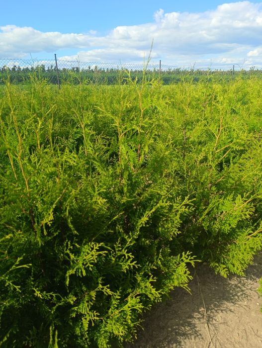 Thuja Brabant wys. 120cm od producenta!!!