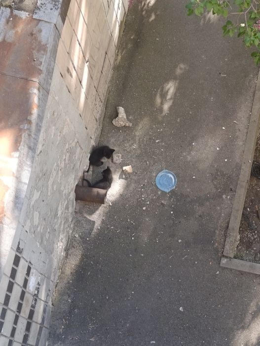 Отдаём бесплатно