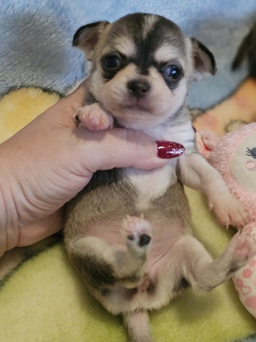 Chihuahua suczka fci o umaszczeniu husky  do rezerwacji