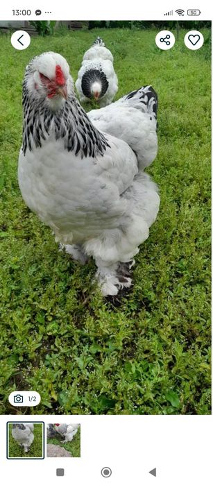 Кури та  Півні Світлої Брами